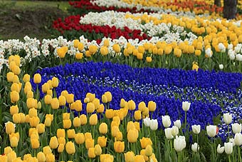 Skagit Valley Tulip Festival